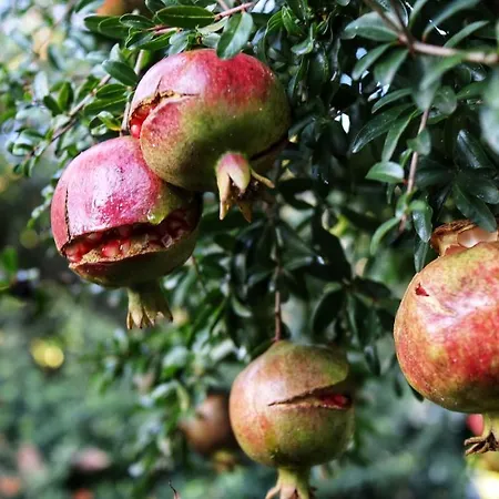 فندق مبيت وإفطار Clara Tordibetto