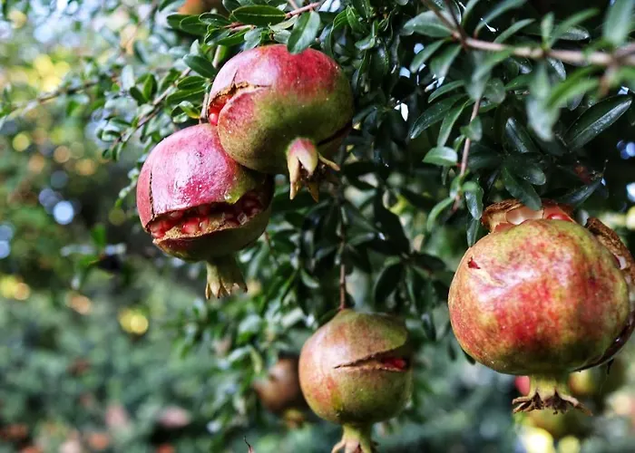 Bed & Breakfast Clara Tordibetto